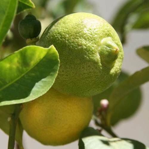 imagem de LIMÃO DOCE KG