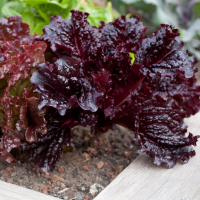 imagem de ALFACE ROXA KAKAU VERDES UN