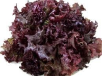 imagem de ALFACE ROXA UN